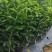 枳壳苗子