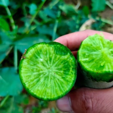 天津沙窝水果萝卜大量上市