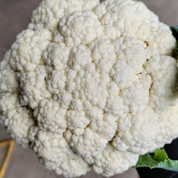 （松花）湖北荆州蔬果专业合作社基地生产，品质保证，质量好