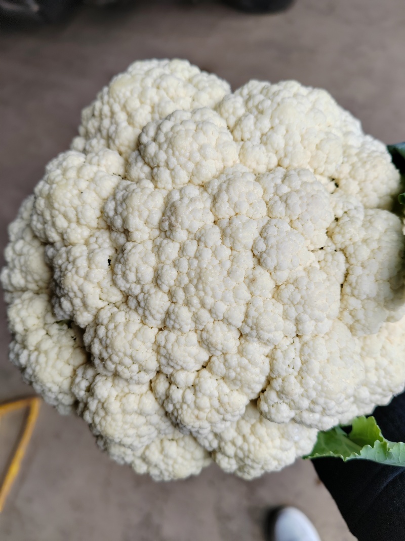 （松花）湖北荆州蔬果专业合作社基地生产，品质保证，质量好