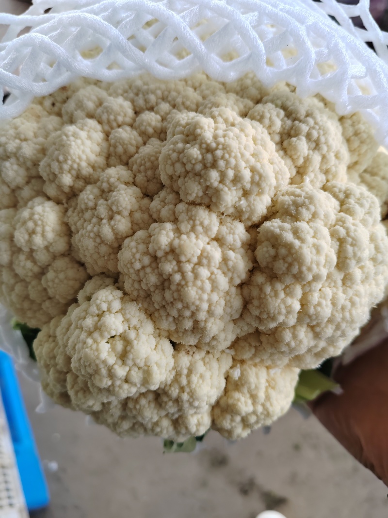 （松花）湖北荆州蔬果专业合作社基地生产，品质保证，质量好