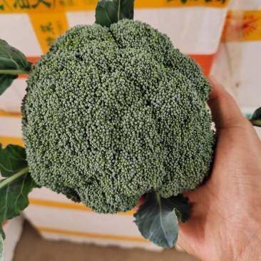 （西兰花）湖北荆州蔬果合作社，基地生西兰花，品质好。