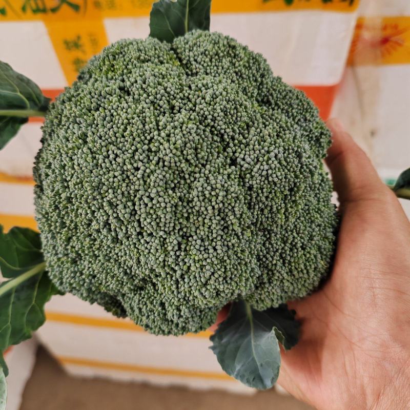 （西兰花）湖北荆州蔬果合作社，基地生西兰花，品质好。