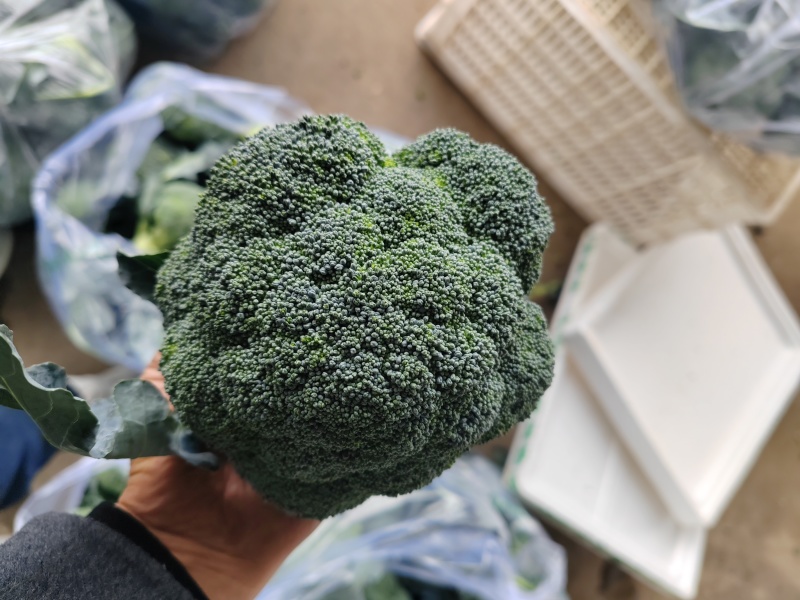 （西兰花）湖北荆州蔬果合作社，基地生西兰花，品质好。