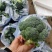 （西兰花）湖北荆州蔬果合作社，基地生西兰花，品质好。
