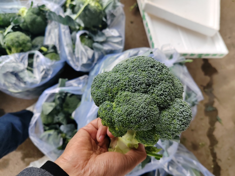 （西兰花）湖北荆州蔬果合作社，基地生西兰花，品质好。