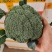 （西兰花）湖北荆州蔬果合作社，基地生西兰花，品质好。