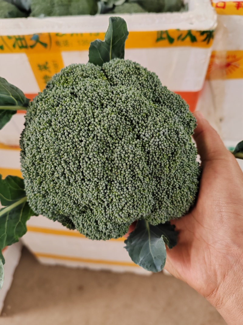 （西兰花）湖北荆州蔬果合作社，基地生西兰花，品质好。