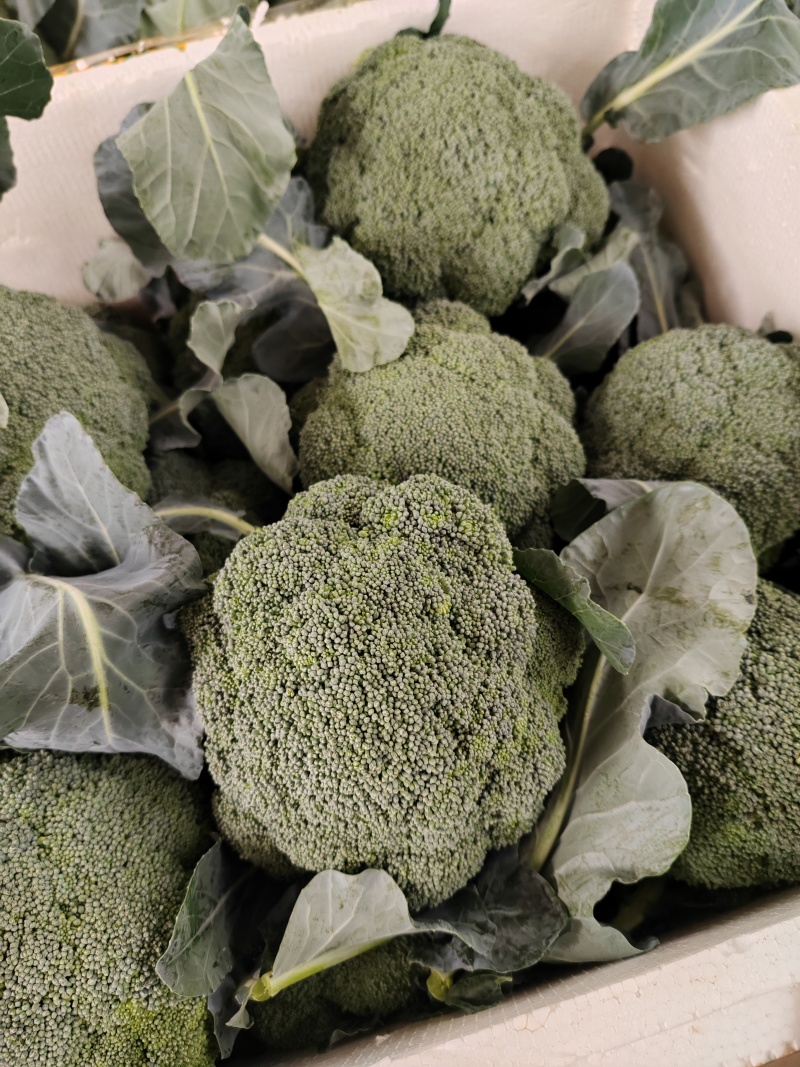 （西兰花）湖北荆州蔬果合作社，基地生西兰花，品质好。