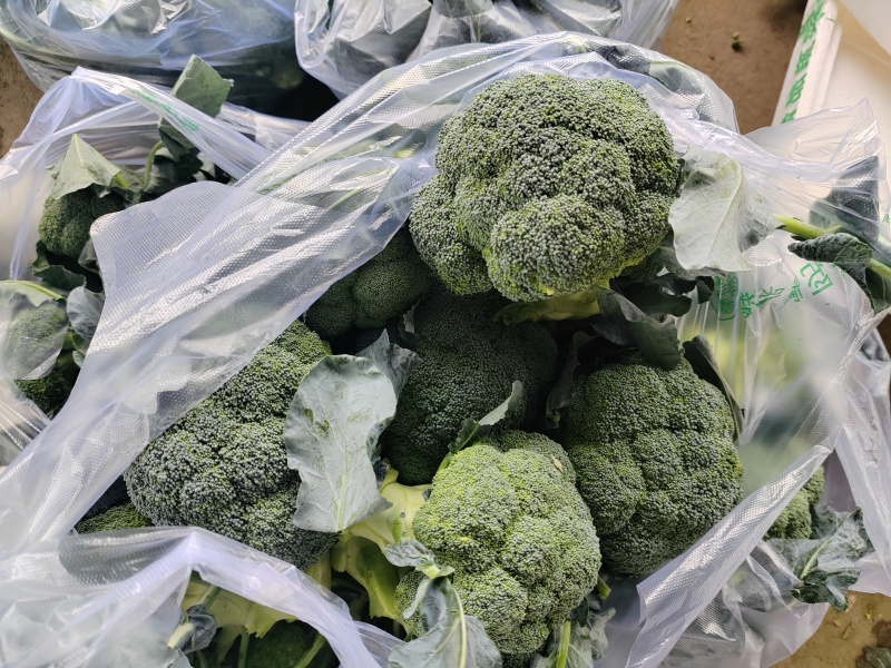 （西兰花）湖北荆州蔬果合作社，基地生西兰花，品质好。