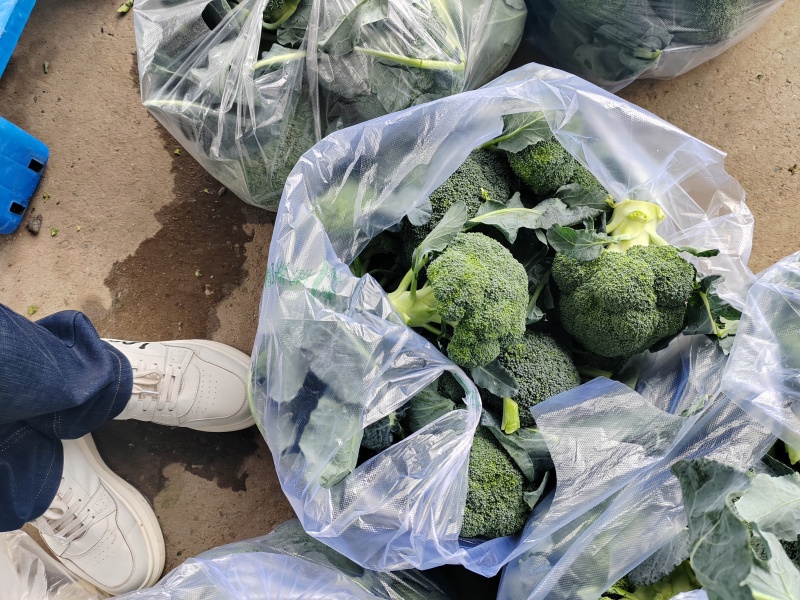 （西兰花）湖北荆州蔬果合作社，基地生西兰花，品质好。