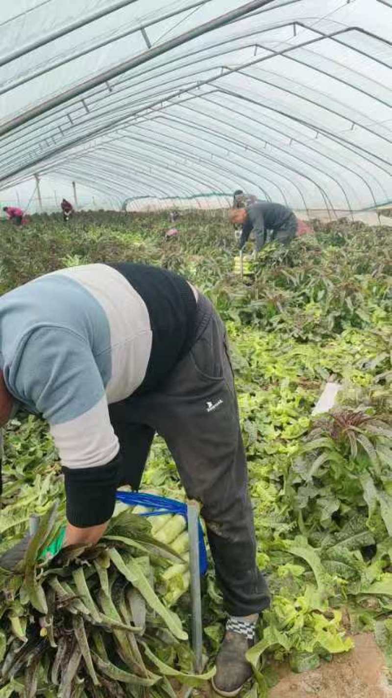 精品红叶香莴笋，产地直供，保质保量代发全国。