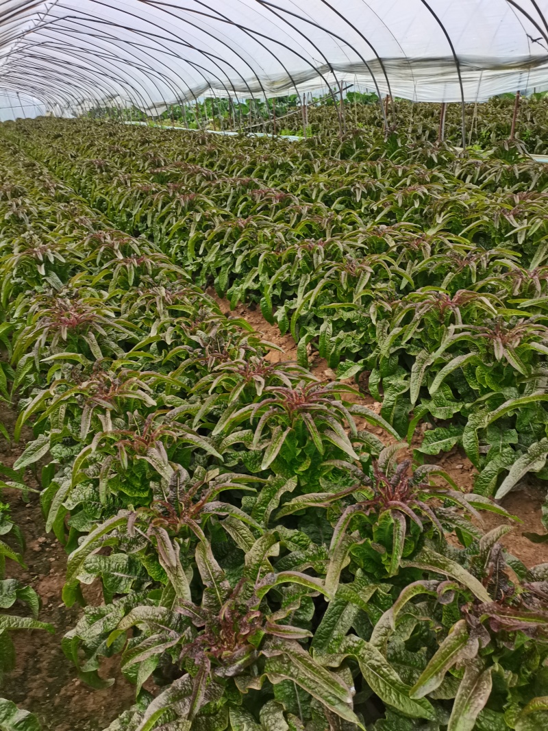 精品红叶香莴笋，产地直供，保质保量代发全国。