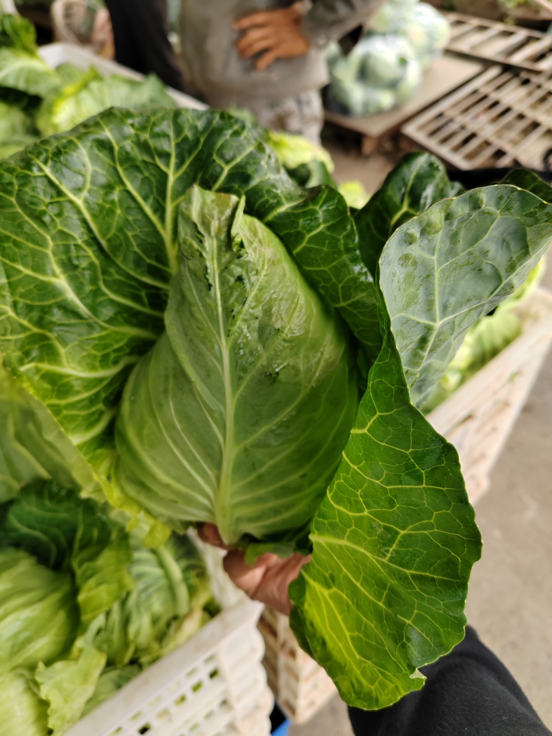 （牛尖包）湖北万亩基地种植牛尖包，包的紧，无病害，不黄叶