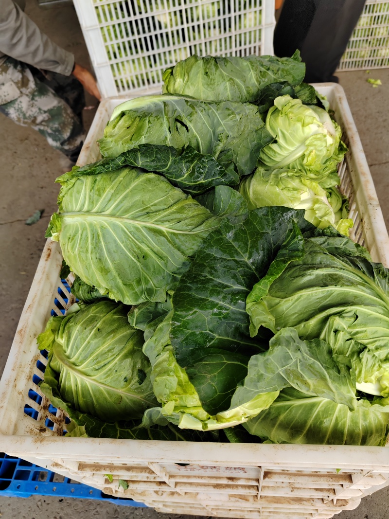 （牛尖包）湖北万亩基地种植牛尖包，包的紧，无病害，不黄叶