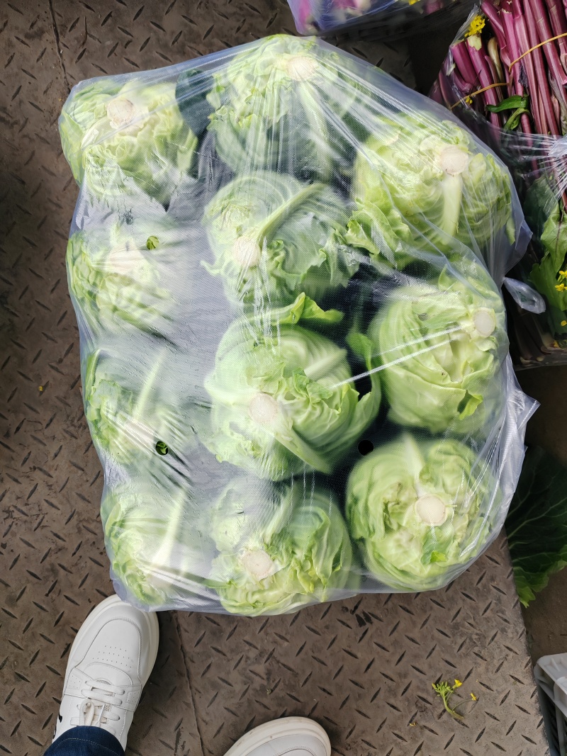 （牛尖包）湖北万亩基地种植牛尖包，包的紧，无病害，不黄叶