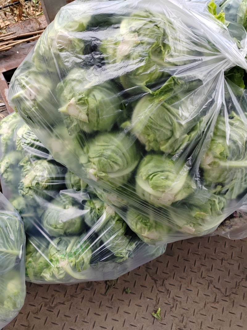 （牛尖包）湖北万亩基地种植牛尖包，包的紧，无病害，不黄叶
