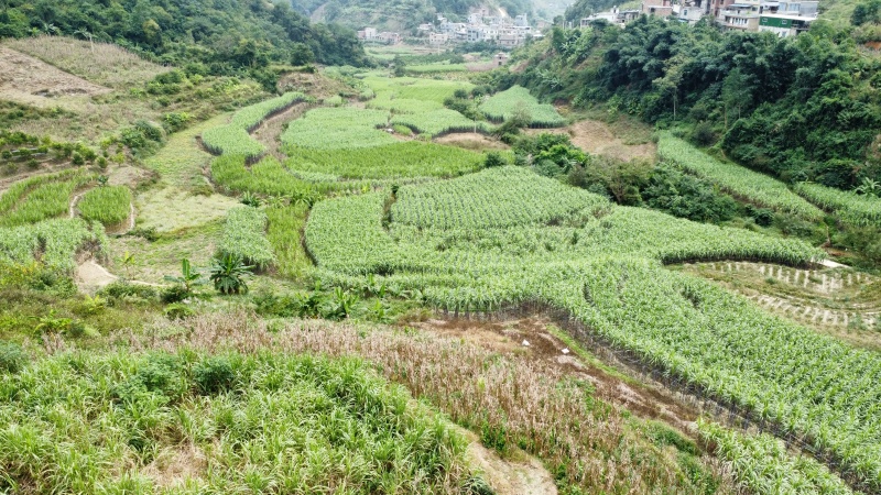 甘蔗大量上市，要的老板联系，精品货源