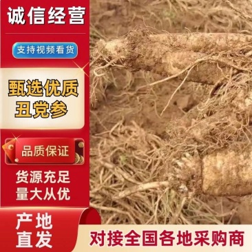 【甄选优质党参】云南特产产地直发货源充足全国发货