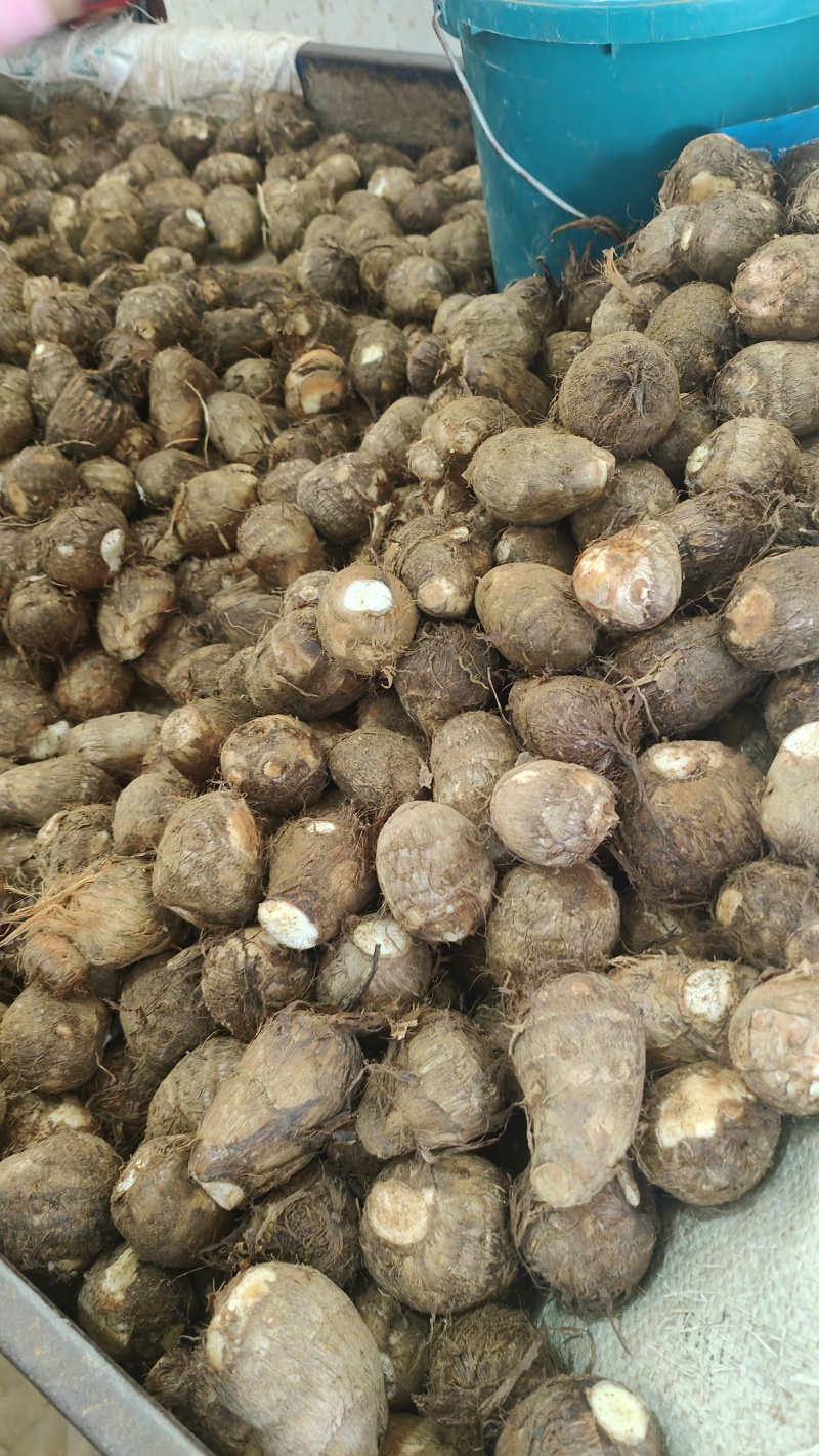 精品毛芋头芋头8520牛奶芋头电商超市商超
