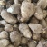精品毛芋头芋头8520牛奶芋头电商超市商超