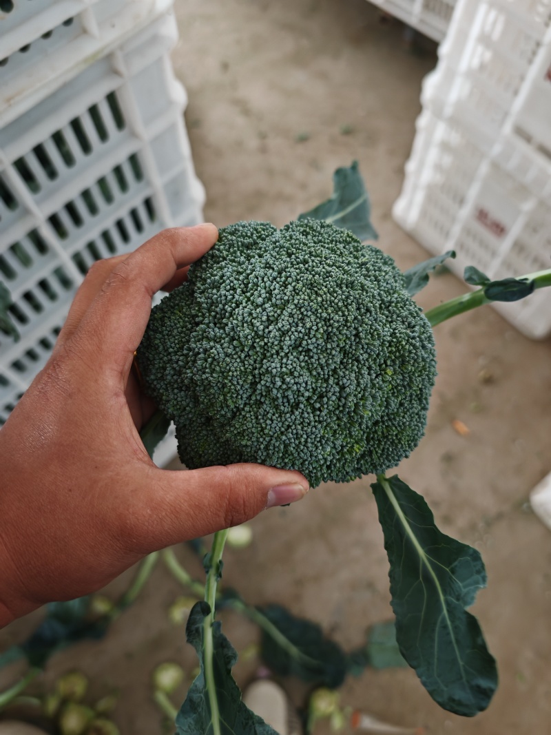 精品西兰花商超电商品质产地发货按需加工打包