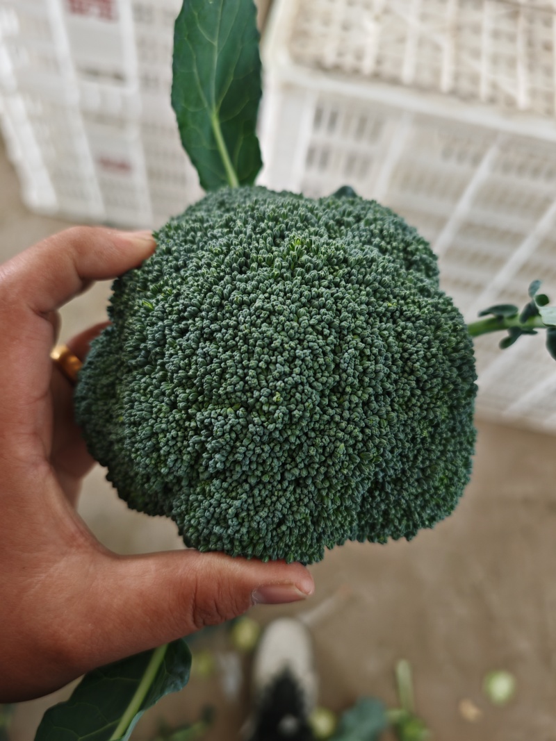 精品西兰花商超电商品质产地发货按需加工打包