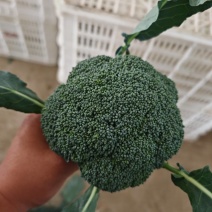 精品西兰花商超电商品质产地发货按需加工打包