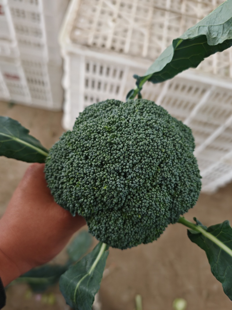 精品西兰花商超电商品质产地发货按需加工打包