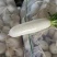 邯郸永年白萝卜大量上市价格公道质量保证，可视频看货全国发