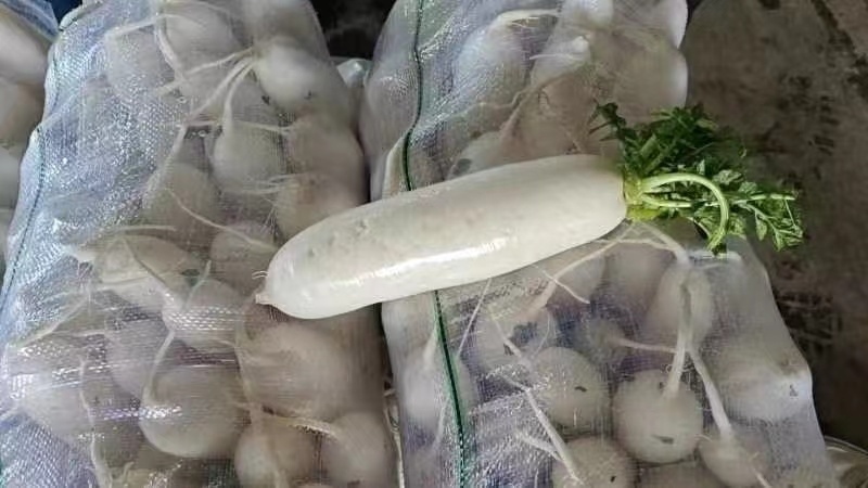 邯郸永年白萝卜大量上市价格公道质量保证，可视频看货全国发