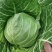 安徽精品包菜大量上市，保质保量，对接各大市场、商超。