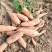 邯郸永年胡萝卜大量上市,好货供超市批发市场,价格合理对接