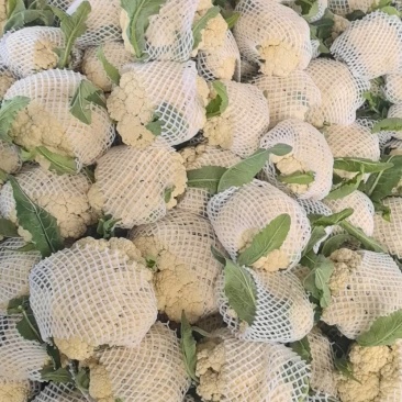 安徽花菜大量上市，对接各大市场，商超，一条龙服务。