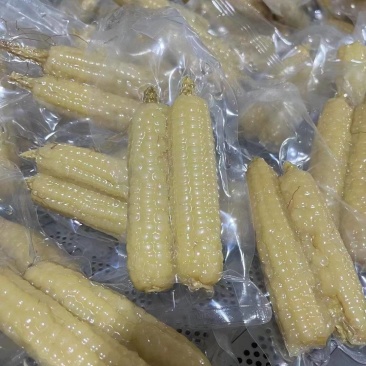小拇指玉米