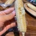 小拇指玉米