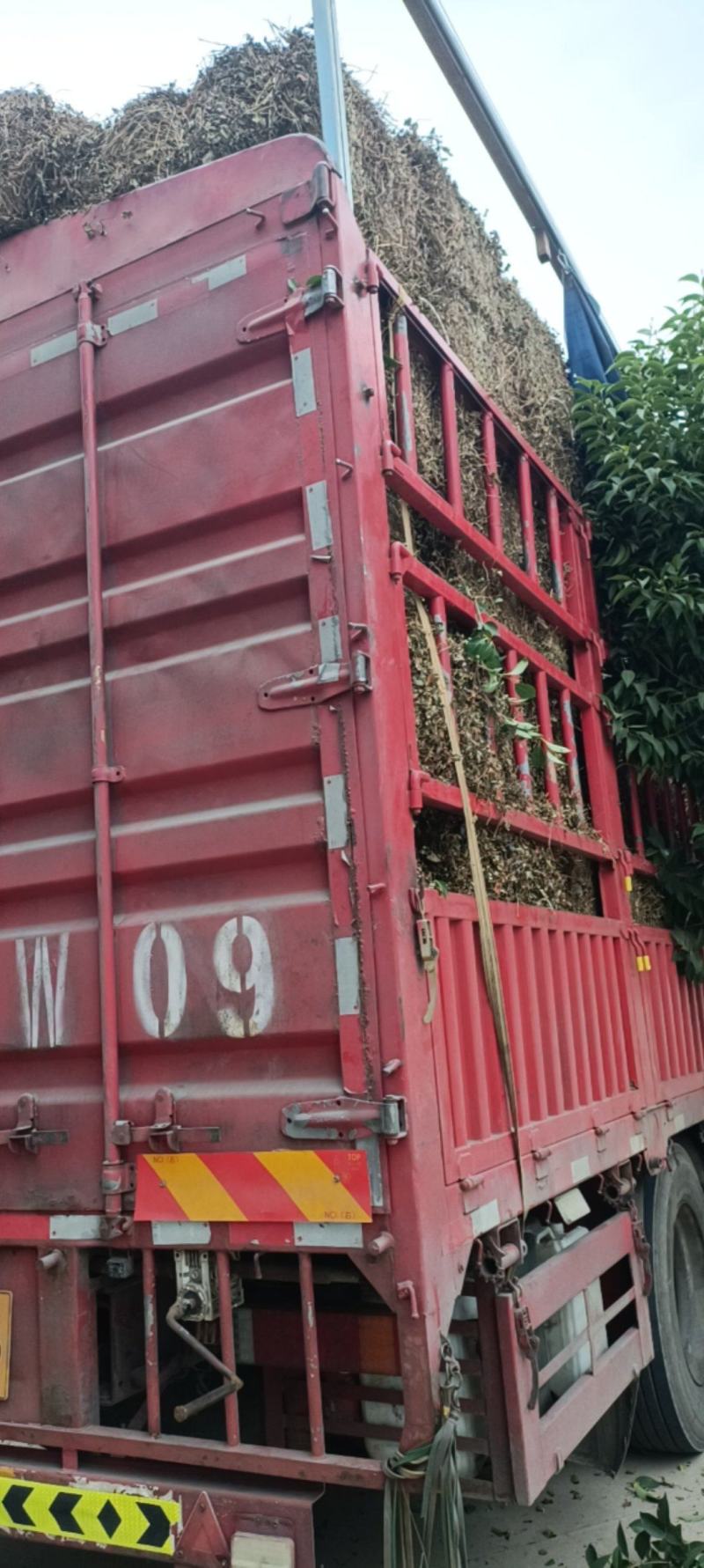 鱼腥草，过筛吸尘，今年新货，欢迎选购，支持在线下单