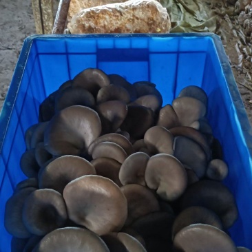 蘑菇
