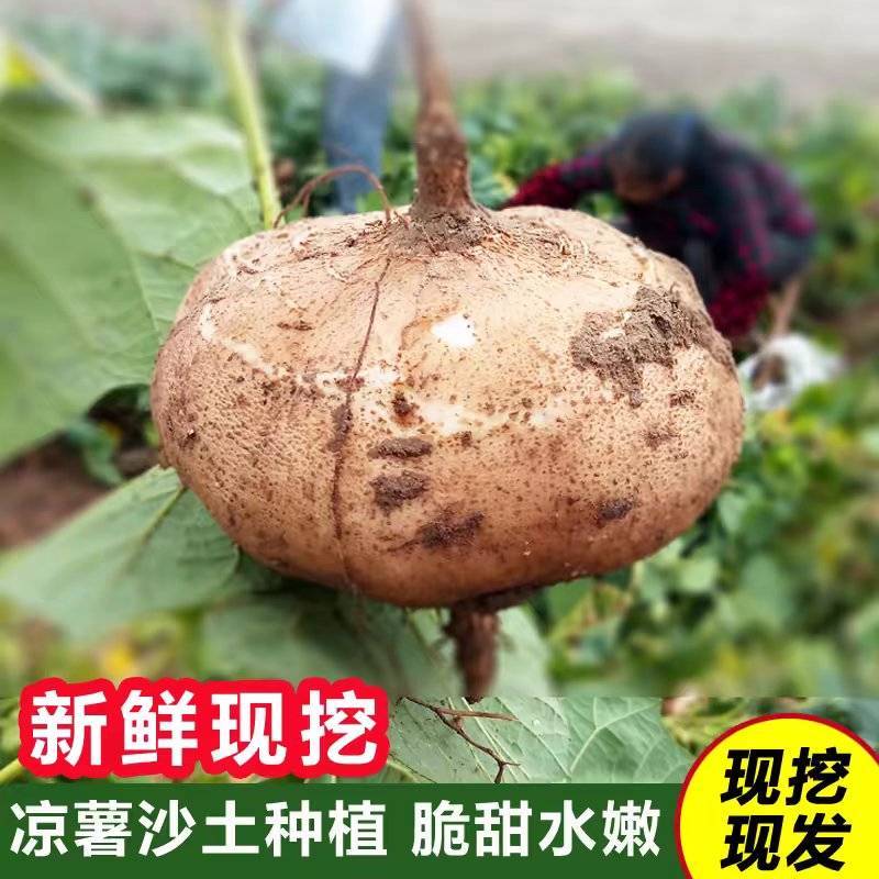 湖北天门凉薯通货新鲜上市价格美丽质量好走货快欢迎询价