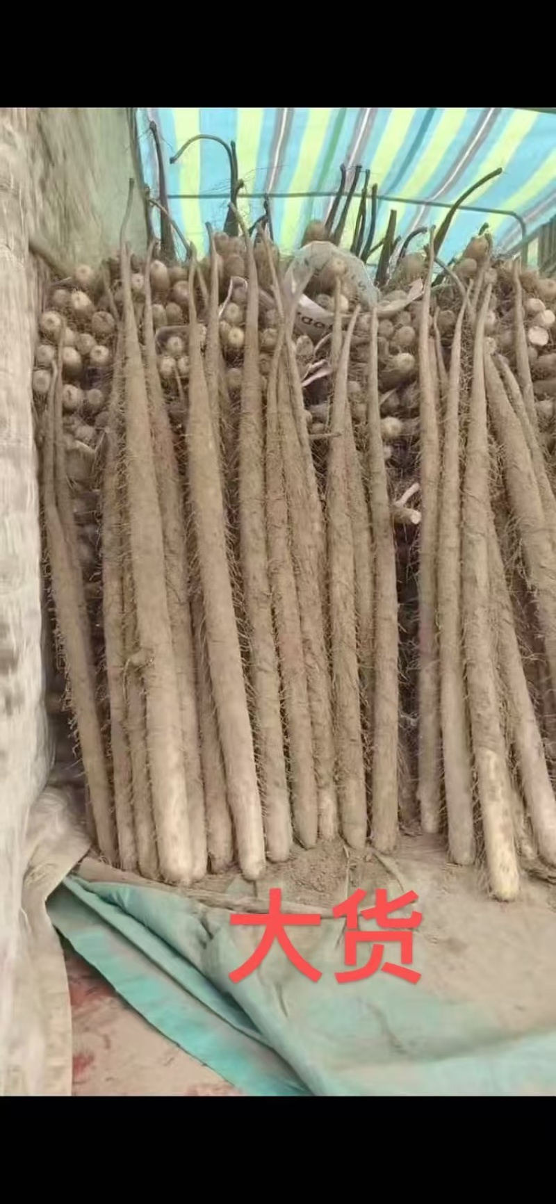 河北正宗紫山药各种规格大量有货，支持各种发货，欢迎电联！
