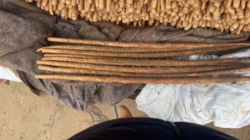 河北正宗紫山药各种规格大量有货，支持各种发货，欢迎电联！