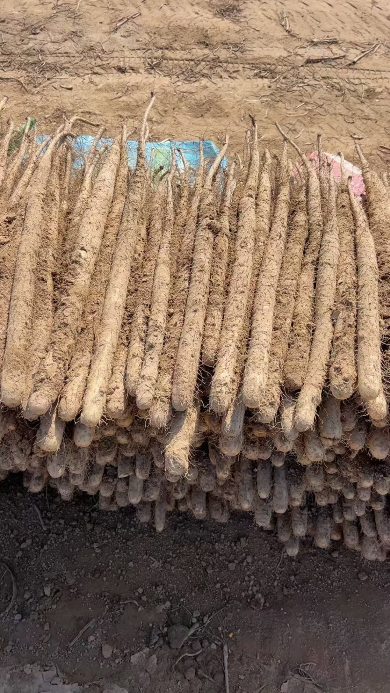 河北正宗紫山药各种规格大量有货，支持各种发货，欢迎电联！