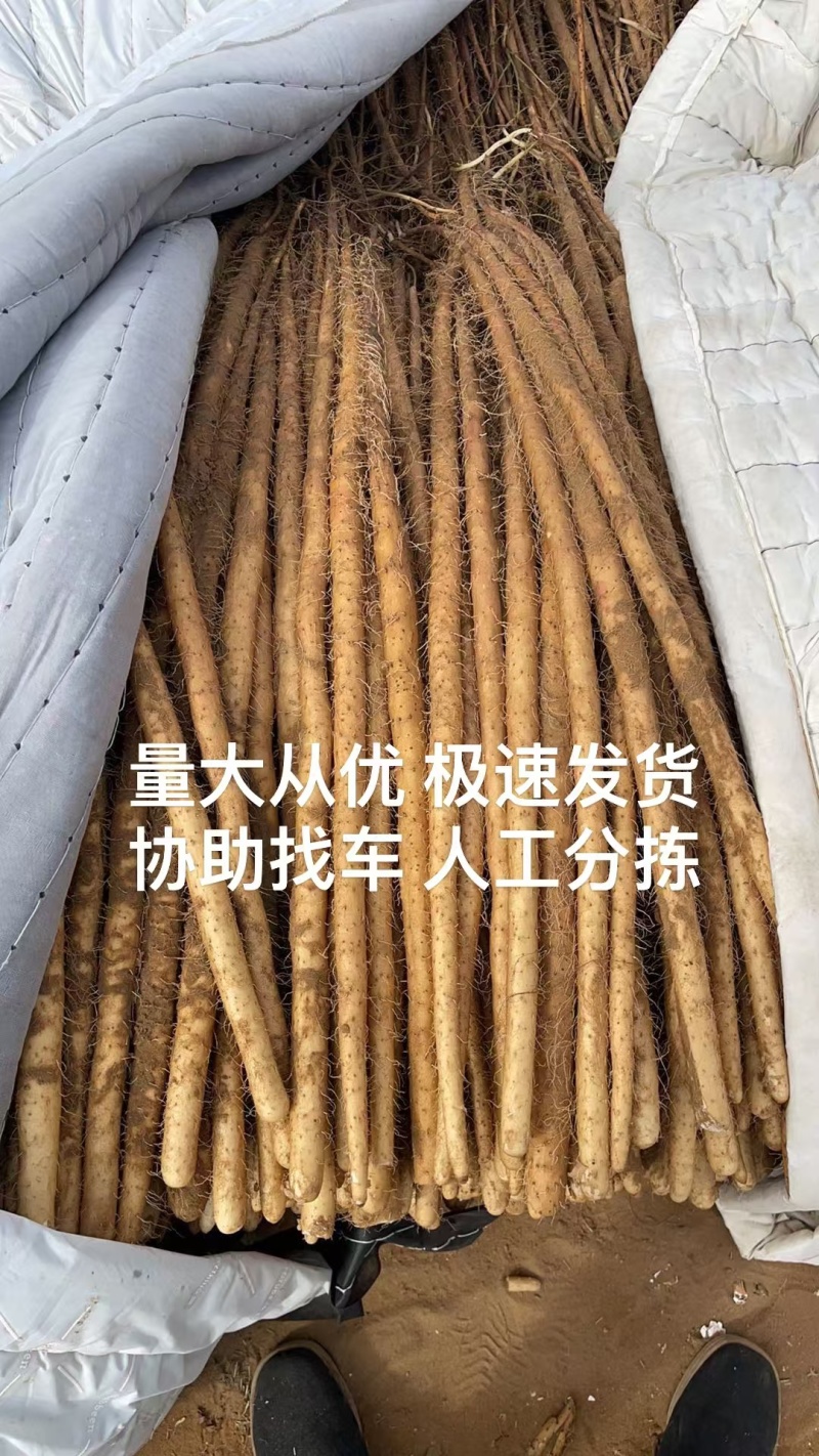 河北正宗紫山药各种规格大量有货，支持各种发货，欢迎电联！