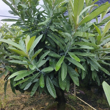 大果枇杷树