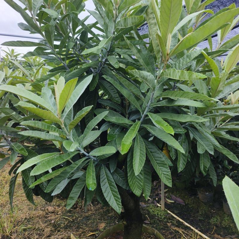 大果枇杷树