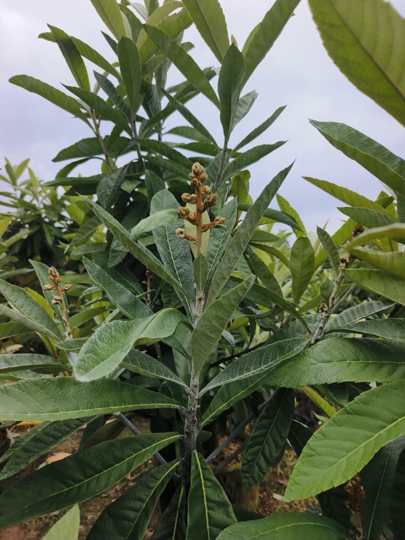 大果枇杷树