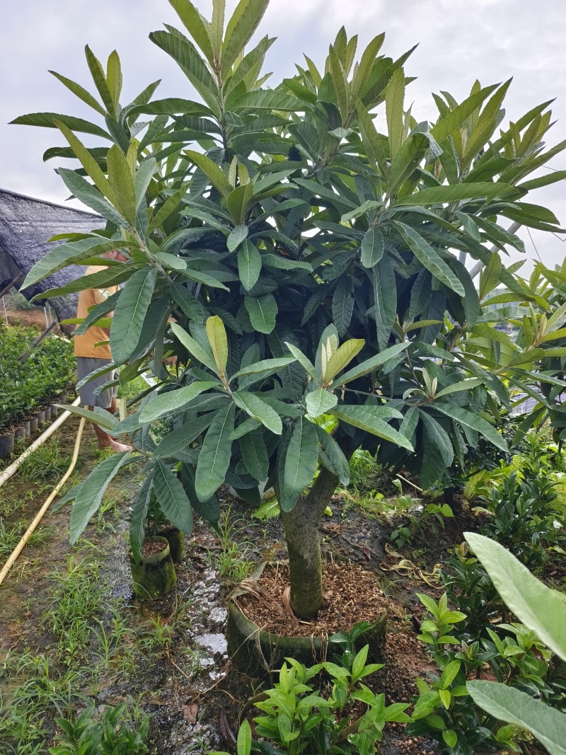大果枇杷树
