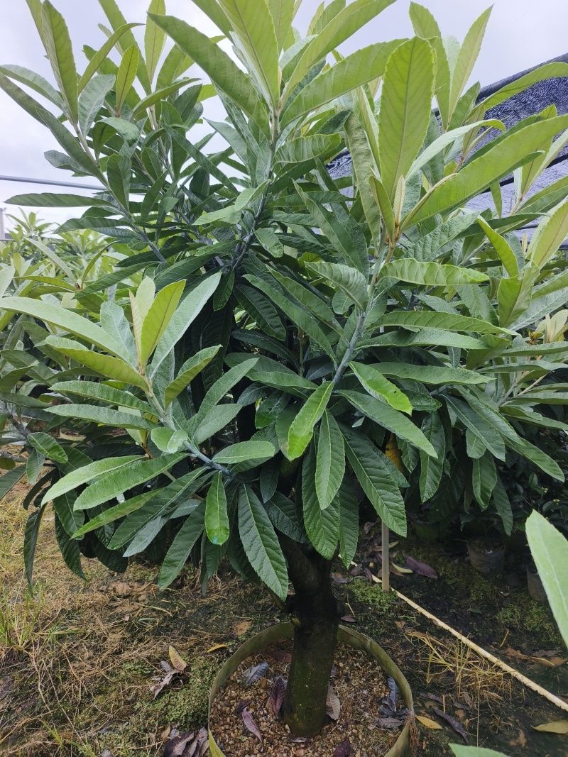 大果枇杷树