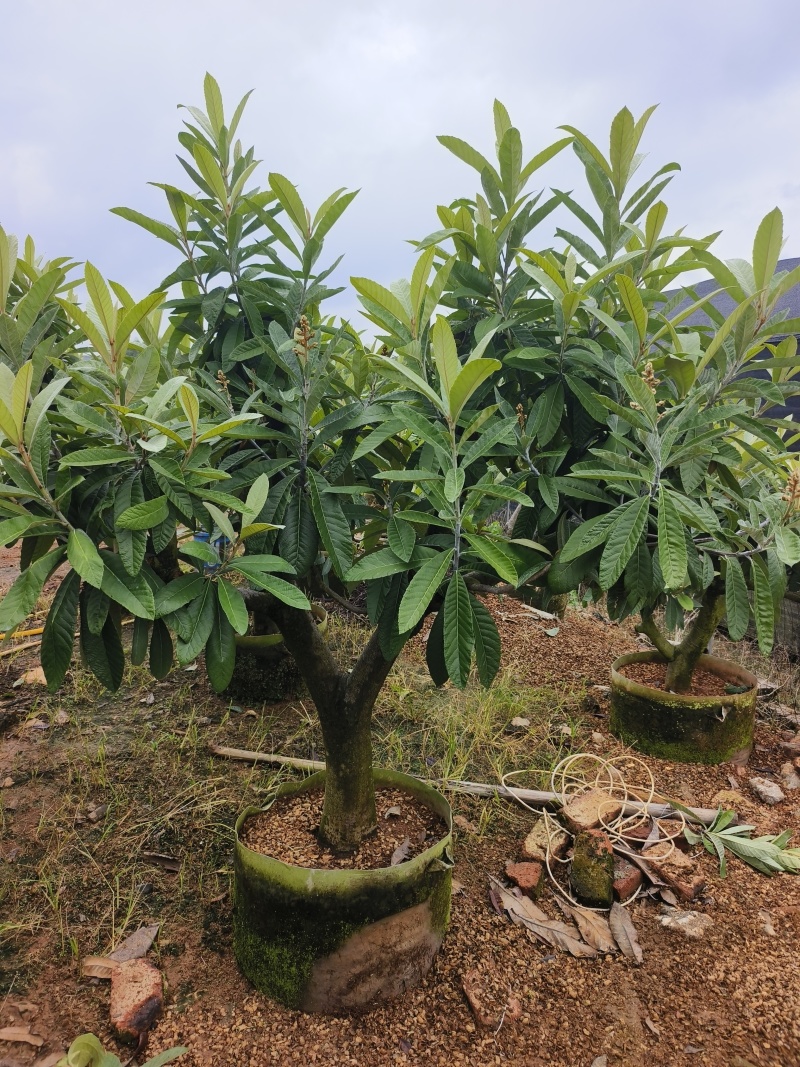 大果枇杷树