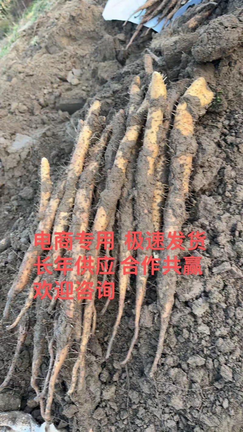 河北正宗紫山药各种规格大量有货，支持各种发货，欢迎电联！